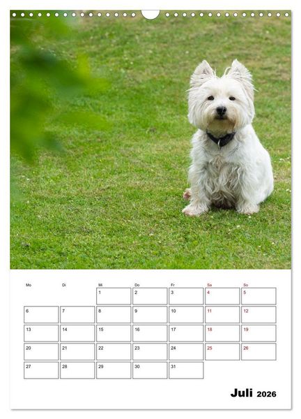 Produktbild: West Highland White Terrier - Herzensbrecher auf vier Pfoten (Wandkalender 2026 DIN A3 hoch), CALVENDO Monatskalender