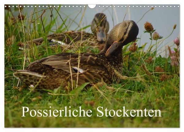 Produktbild: Possierliche Stockenten (Wandkalender 2026 DIN A3 quer), CALVENDO Monatskalender