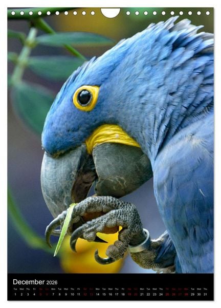 Produktbild: Fascinating parrots from all over the world (Wall Calendar 2026 DIN A4 portrait), CALVENDO 12 Month Wall Calendar