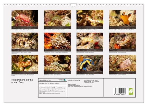 Produktbild: Nudibranchs on the ocean floor (Wall Calendar 2026 DIN A3 landscape), CALVENDO 12 Month Wall Calendar