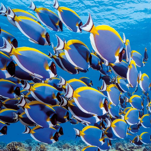 Produktbild: Meerestiere / Sea Creatures 2027