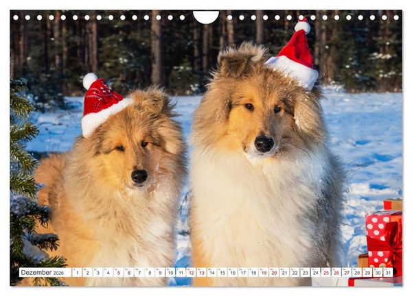 Produktbild: Der Collie - ein Hund f&uuml;rs Herz (Wandkalender 2026 DIN A4 quer), CALVENDO Monatskalender