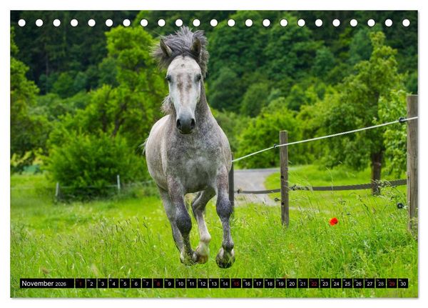 Produktbild: Traumpferd Lipizzaner (Tischkalender 2026 DIN A5 quer), CALVENDO Monatskalender