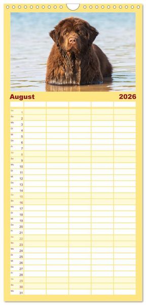 Produktbild: Familienplaner 2026 - Neufundl&auml;nder - Ein b&auml;renstarker Freund mit 5 Spalten (Wandkalender, 21 x 45 cm) CALVENDO