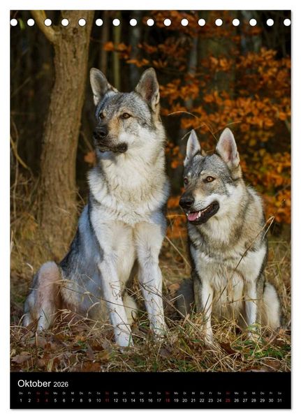 Produktbild: Faszination Wolfhund (Tischkalender 2026 DIN A5 hoch), CALVENDO Monatskalender