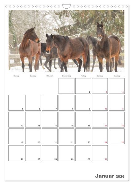 Produktbild: Pferde - Kameraden mit vier Hufen (Wandkalender 2026 DIN A3 hoch), CALVENDO Monatskalender