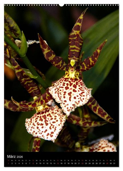 Produktbild: Faszination Orchideen (Wandkalender 2026 DIN A2 hoch), CALVENDO Monatskalender