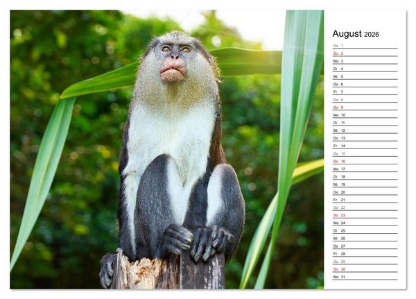 Produktbild: Karibik entdecken - Inseln und Farben der Karibik mit echtem Lebensgef&uuml;hl (Tischkalender 2026 DIN A5 quer), CALVENDO Monatskalender