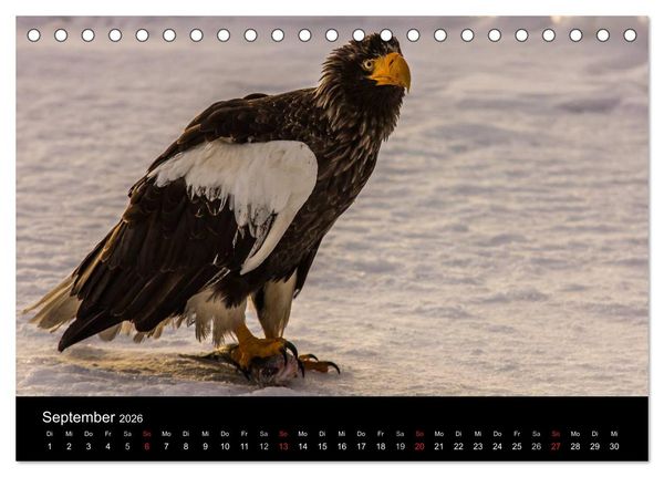 Produktbild: Seeadler - K&ouml;nige der L&uuml;fte (Tischkalender 2026 DIN A5 quer), CALVENDO Monatskalender