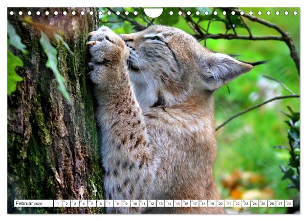 Produktbild: Der Luchs - Der J&auml;ger auf leisen Pfoten (Wandkalender 2026 DIN A4 quer), CALVENDO Monatskalender