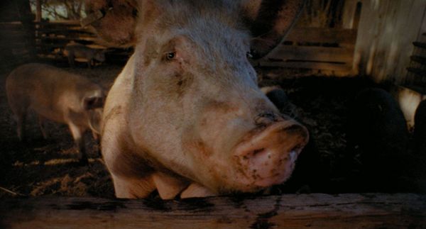 Produktbild: PIGS - Uncut Limited Mediabook (in HD neu abgetastet, Blu-ray+DVD+Booklet, limitiert auf 500 St&uuml;ck)