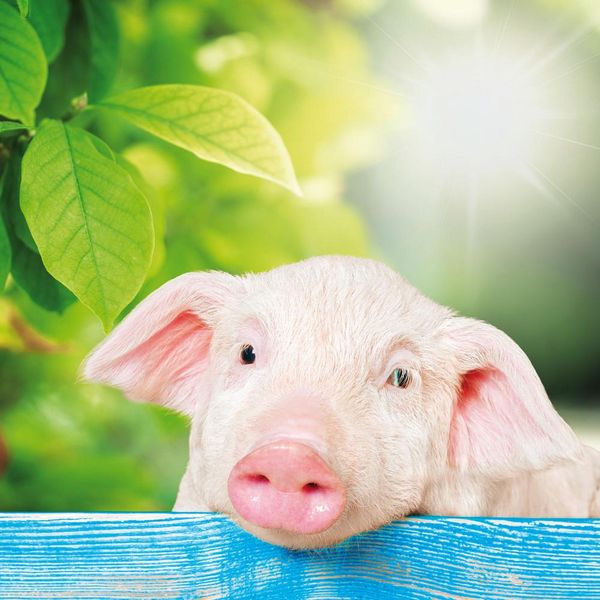 Produktbild: Piggies/Schweinchen 2024
