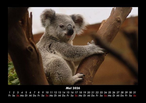 Produktbild: Koala 2026 Fotokalender DIN A3