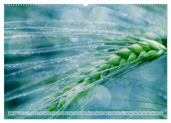 Produktbild: Vintage Nature - Romantische Naturaufnahmen (Wandkalender 2026 DIN A2 quer), CALVENDO Monatskalender