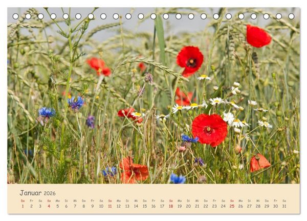 Produktbild: Mohnblumen - rote Sch&ouml;nheiten (Tischkalender 2026 DIN A5 quer), CALVENDO Monatskalender