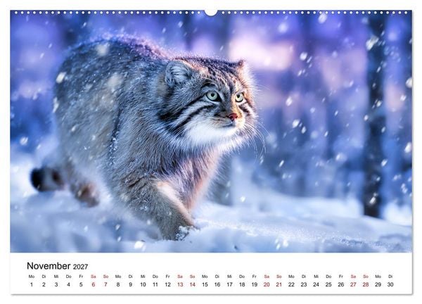 Produktbild: Gegen alles! - Pallaskatzen in ihrer Welt (hochwertiger Premium Wandkalender 2027 DIN A2 quer), Kunstdruck in Hochglanz