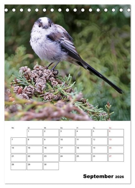 Produktbild: Bezaubernde V&ouml;gel im heimischen Garten (Tischkalender 2026 DIN A5 hoch), CALVENDO Monatskalender