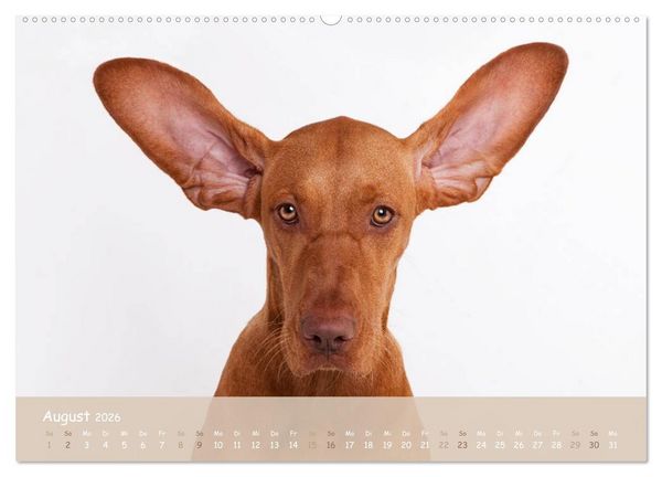 Produktbild: SCHLAPPOHREN (hochwertiger Premium Wandkalender 2026 DIN A2 quer), Kunstdruck in Hochglanz