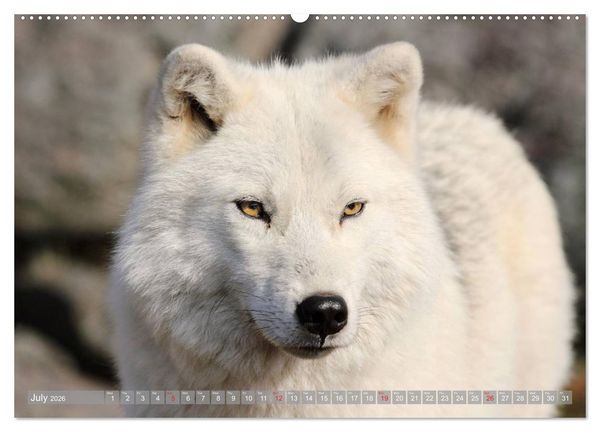 Produktbild: Wolves &bull; Faces of social hunters (High Quality Premium Wall Calendar 2026 DIN A2 landscape),CALVENDO 12 Month Wall Calendar