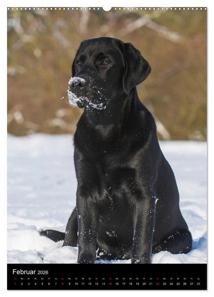 Produktbild: Faszination Labrador Retriever (Wandkalender 2026 DIN A2 hoch), CALVENDO Monatskalender