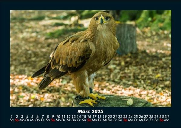 Produktbild: V&ouml;gel 2025 Fotokalender DIN A5