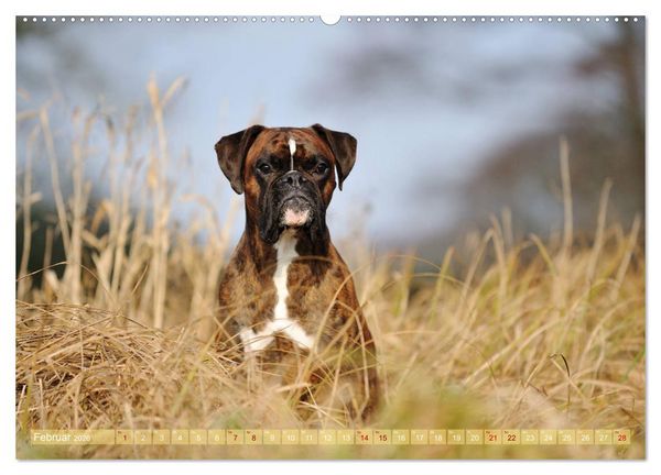 Produktbild: Gut - besser - Boxer (Wandkalender 2026 DIN A2 quer), CALVENDO Monatskalender