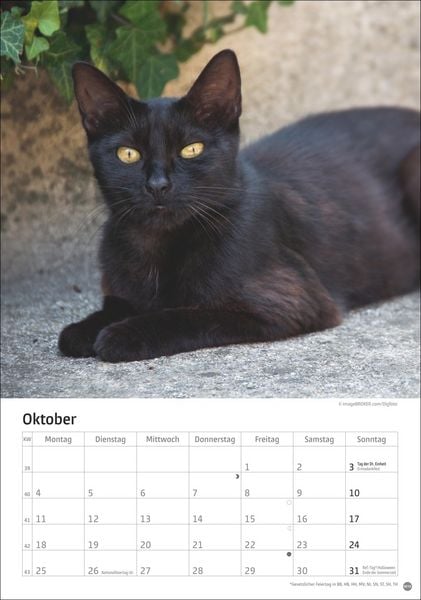 Produktbild: Katzen Kalender 2027