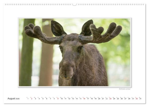 Produktbild: Emotionale Momente: Europ&auml;ischer Elch Part II (Wandkalender 2026 DIN A2 quer), CALVENDO Monatskalender