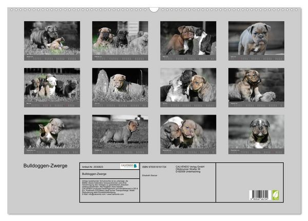 Produktbild: Bulldoggen-Zwerge (Wandkalender 2026 DIN A2 quer), CALVENDO Monatskalender