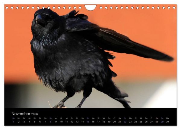 Produktbild: Rabenschwarze Impressionen - meike-ajo-dettlaff.de via wildvogelhlfe.org (Wandkalender 2026 DIN A4 quer), CALVENDO Monatskalender