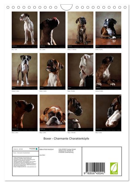 Produktbild: Boxer - Charmante Charakterk&ouml;pfe (Wandkalender 2026 DIN A4 hoch), CALVENDO Monatskalender