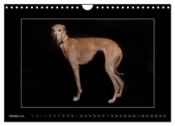 Produktbild: Windhunde - Schnelle Sch&ouml;nheiten (Wandkalender 2026 DIN A4 quer), CALVENDO Monatskalender