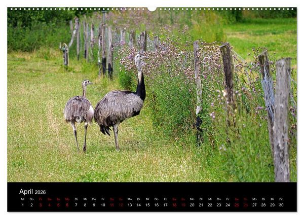 Produktbild: Elberadweg Coswig (Anhalt) (hochwertiger Premium Wandkalender 2026 DIN A2 quer), Kunstdruck in Hochglanz