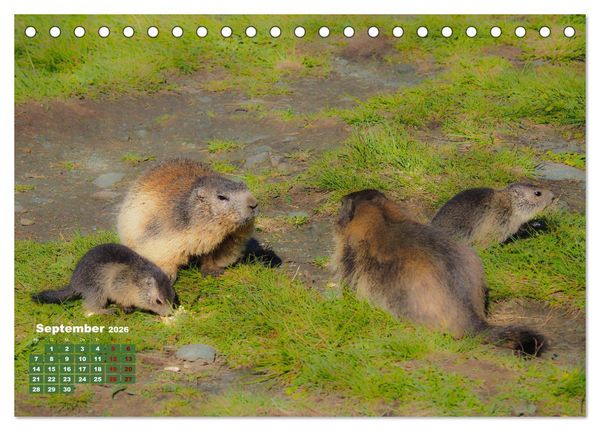 Produktbild: Gro&szlig;glockner wundersch&ouml;ne Berg- und Tierwelt (Tischkalender 2026 DIN A5 quer), CALVENDO Monatskalender
