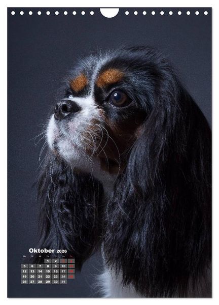 Produktbild: Treue Wegbegleiter, Hunde im Portrait. (Wandkalender 2026 DIN A4 hoch), CALVENDO Monatskalender