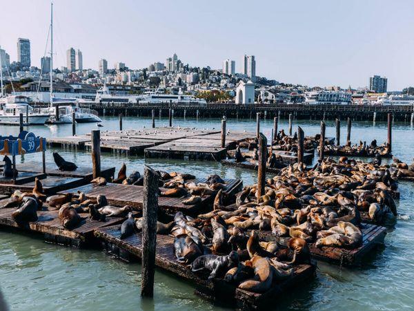 Produktbild: CALVENDO Puzzle San Francisco - Pier 39 | 1000 Teile Lege-Gr&ouml;&szlig;e 64x48cm Foto-Puzzle f&uuml;r gl&uuml;ckliche Stunden