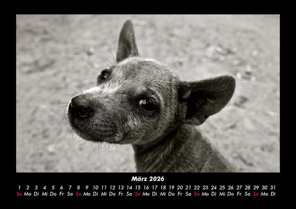 Produktbild: Welpen 2026 Fotokalender DIN A3