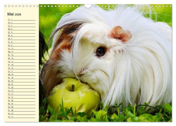 Produktbild: Meerschweinchen. Geliebte Nager (Wandkalender 2026 DIN A3 quer), CALVENDO Monatskalender