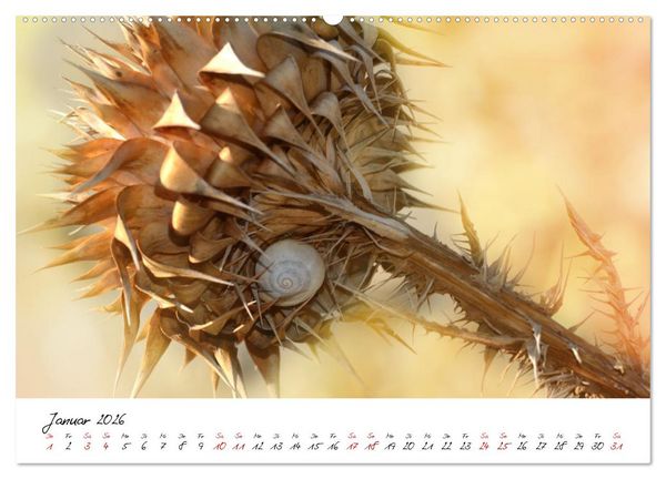 Produktbild: Sch&ouml;nheiten in freier Natur (Wandkalender 2026 DIN A2 quer), CALVENDO Monatskalender