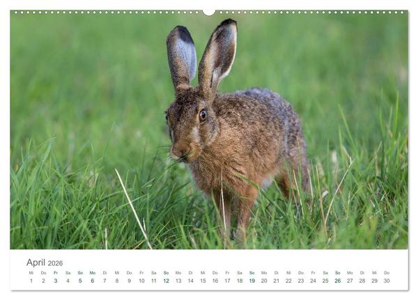 Produktbild: Feldhasen - dem Langohr auf der Spur (hochwertiger Premium Wandkalender 2026 DIN A2 quer), Kunstdruck in Hochglanz