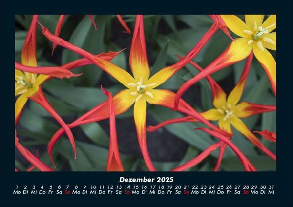Produktbild: Blumentr&auml;ume 2025 Fotokalender DIN A4