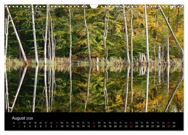 Produktbild: Baumportr&auml;ts 2026 (Wandkalender 2026 DIN A3 quer), CALVENDO Monatskalender