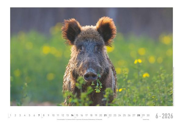 Geheimnisvolles Waldleben 2026 - Bildkalender 49,5x33 cm - Tiere und Pflanzen in unseren heimischen Wäldern - Wandkalender - Wandplaner - Tierkalender