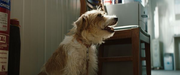 Produktbild: Smuggling Hendrix - Nicht ohne meinen Hund