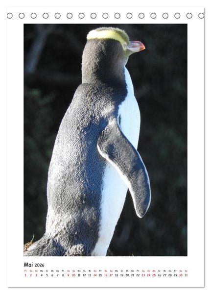Produktbild: Neuseelands Pelzrobben und Gelbaugenpinguine (Tischkalender 2026 DIN A5 hoch), CALVENDO Monatskalender