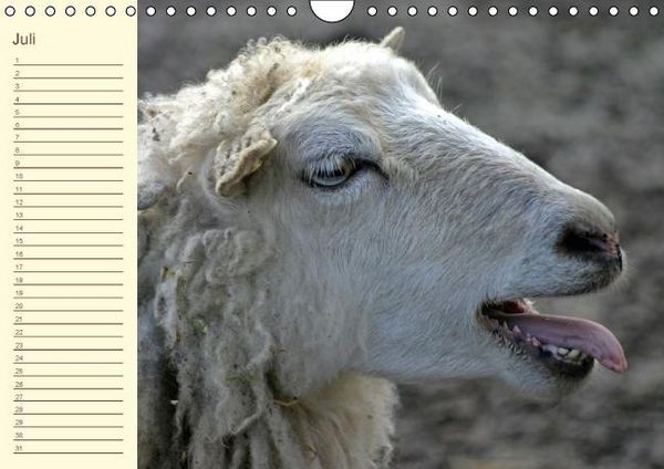 Produktbild: Der wollige Geburtstagskalender (Wandkalender immerw&auml;hrend DIN A4 quer)