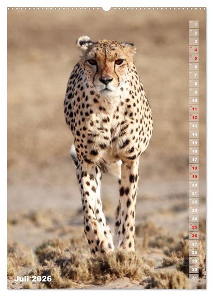 Produktbild: Safari hautnah - S&uuml;dliches und &ouml;stliches Afrika (hochwertiger Premium Wandkalender 2026 DIN A2 hoch), Kunstdruck in Hochglanz