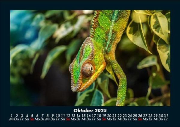 Produktbild: Welt der Tiere 2025 Fotokalender DIN A5