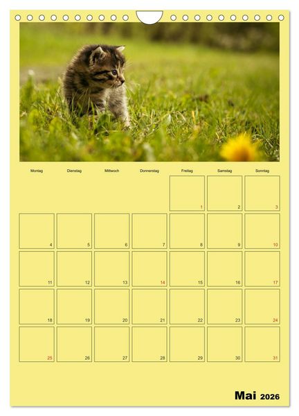Produktbild: Mit Katzen durchs Jahr / Planer (Wandkalender 2026 DIN A4 hoch), CALVENDO Monatskalender