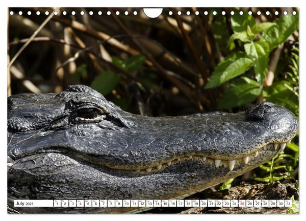Produktbild: Sunshine State Florida Nature, Wildlife, National Parks (Wall Calendar 2027 DIN A4 landscape), CALVENDO 12 Month Wall Calendar